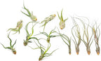 Pack of Wild Ones Air Plants - Tillandsia Caput Medusae, Butzii & Bulbosa Guatemala - Succulent House Plants for Holders - Available in Wholesale/Bulk - Easy Care Indoor/Outdoor Plants (Pack of 12)