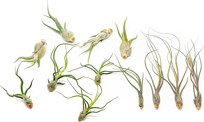 Pack of Wild Ones Air Plants - Tillandsia Caput Medusae, Butzii & Bulbosa Guatemala - Succulent House Plants for Holders - Available in Wholesale/Bulk - Easy Care Indoor/Outdoor Plants (Pack of 12)