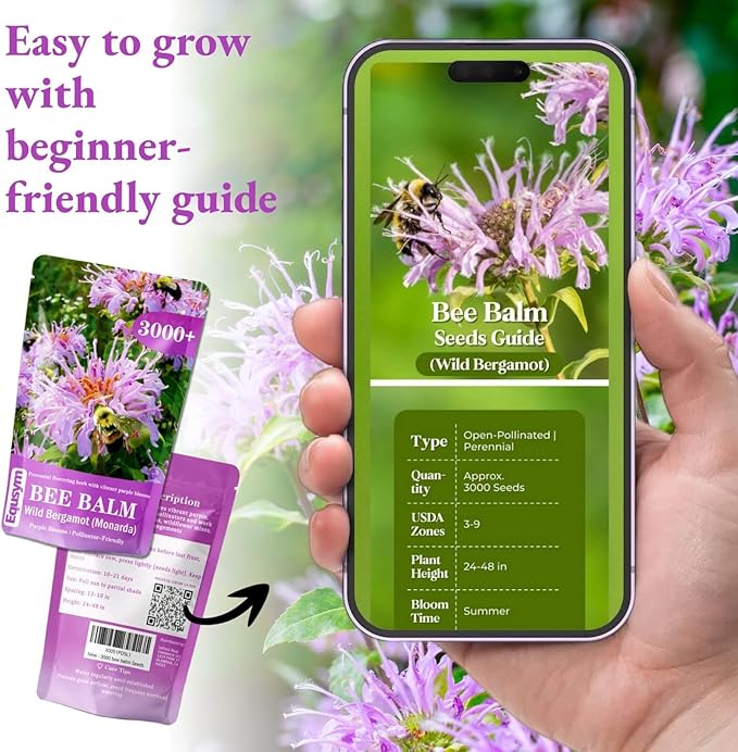 3000+ Bee Balm Seeds for Planting - Wild Bergamot, Bee Balm Perennial Open Pollinated, Monarda fistulosa Wildflower Seeds for Outdoor Garden Borders & Native Beds
