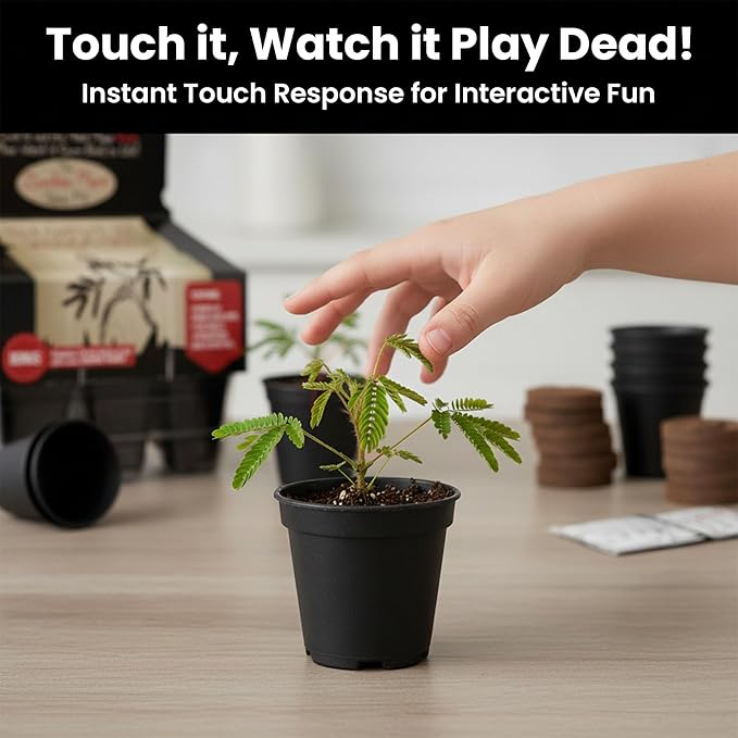 Zombie Plant Greenhouse Grow Kit – Touch It and Watch It Play Dead – Fun Indoor Plant that Revives in Minutes – Unique Gift for Dad, Men and Grandparents