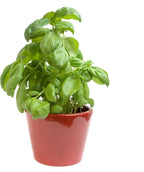 Back to The Roots 100% Organic Heirloom Seeds - Basil Value Pack (600mg Total)