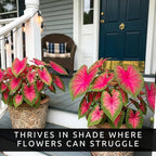 Caladium Buck (6 Bulbs) - Elegance for Shady Gardens - Perennial Hosta, Elephant Ears