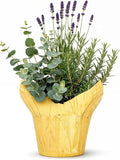 Live Aromatic and Healthy Herb Combo in Deco Cover - Air Purifier, Combo Includes Rosemary, Lavender, and Eucalyptus, 12" Tall by 6" Wide