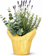 Live Aromatic and Healthy Herb Combo in Deco Cover - Air Purifier, Combo Includes Rosemary, Lavender, and Eucalyptus, 12" Tall by 6" Wide