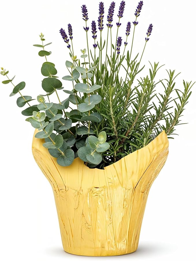 Live Aromatic and Healthy Herb Combo in Deco Cover - Air Purifier, Combo Includes Rosemary, Lavender, and Eucalyptus, 12" Tall by 6" Wide