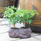 Brussel's Live Hawaiian Umbrella Indoor Bonsai Tree in Rock Pot (2 Pack) - 5 Years Old; 5" to 8" Tall