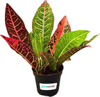 Croton Petra Live Plant in 4” Nursery Pot – Colorful Tropical Indoor Houseplant with Red, Yellow & Green Foliage, Air Purifying Full Size Plant for Home Office Décor, Easy Low Maintenance – JitoHouse
