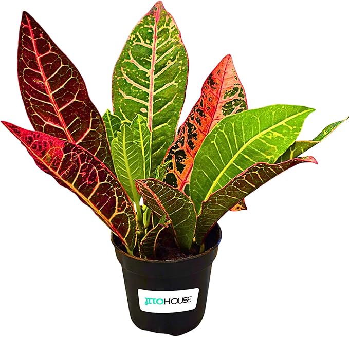 Croton Petra Live Plant in 4” Nursery Pot – Colorful Tropical Indoor Houseplant with Red, Yellow & Green Foliage, Air Purifying Full Size Plant for Home Office Décor, Easy Low Maintenance – JitoHouse