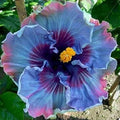 200+ Hibiscus Flower Seeds for Planting - Fresh Perennial Exotic Plant Bonsai Seeds Giant Flower Tropical Potted Plants Seeds Non-GMO Heirloom Seeds