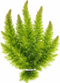 Swimming Creatures™ Live Aquarium Plants (1 Large Bunch Hornwort)