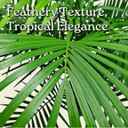 Majesty Palm - Live Palm Tree Plant - Tropical Plants of Florida - Overall Height 34" to 38" (Plant in Growers Pot)