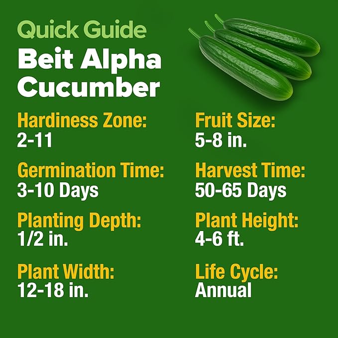 HOME GROWN Persian Cucumber Seeds 50+ Heirloom Non-GMO, Beit Alpha Variety, High Germination, Sweet Thin Skin, Burpless Snacking Cucumbers, Fast Growing, Indoor Outdoor Garden Crop (Cucumis sativus)