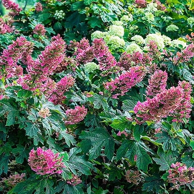 Hydrangea Live Plant, 6-12 Inch Tall, Hardy Flowering Shrub in 2.5" Pot, Outdoor Garden Hydrangea Bush (Ruby Hydrangea)