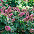 Hydrangea Live Plant, 6-12 Inch Tall, Hardy Flowering Shrub in 2.5" Pot, Outdoor Garden Hydrangea Bush (Ruby Hydrangea)