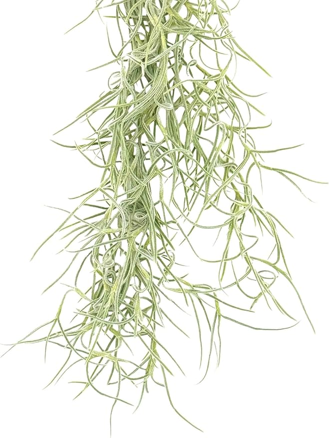 ragnaroc Tillandsia Usneoides ‘Thick-Colombian Spanish Moss’ - ragnaroc Indoor Tropical Plant 16” / 1 oz - Live Arrival Guaranteed - Live Air Plant & House Plants for Home Decor & Gift