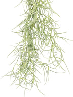 ragnaroc Tillandsia Usneoides ‘Thick-Colombian Spanish Moss’ - ragnaroc Indoor Tropical Plant 16” / 1 oz - Live Arrival Guaranteed - Live Air Plant & House Plants for Home Decor & Gift