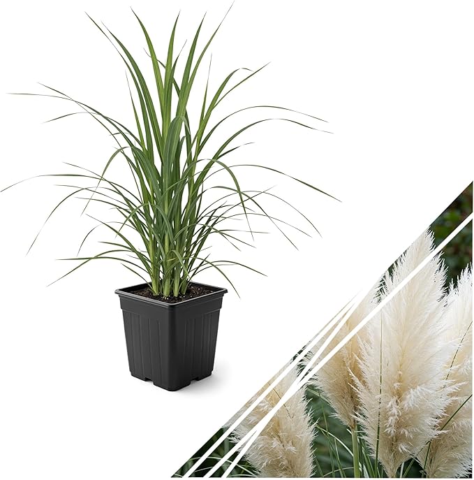 Live Ornamental Pampas Grass (Cortaderia selloana) - White - Perennial Accent Plant - 10" Tall by 5" Wide in 1.5 Qt Pot