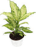 Dieffenbachia Amy Dumb Cane | 4 inch | Tropical Ambiance