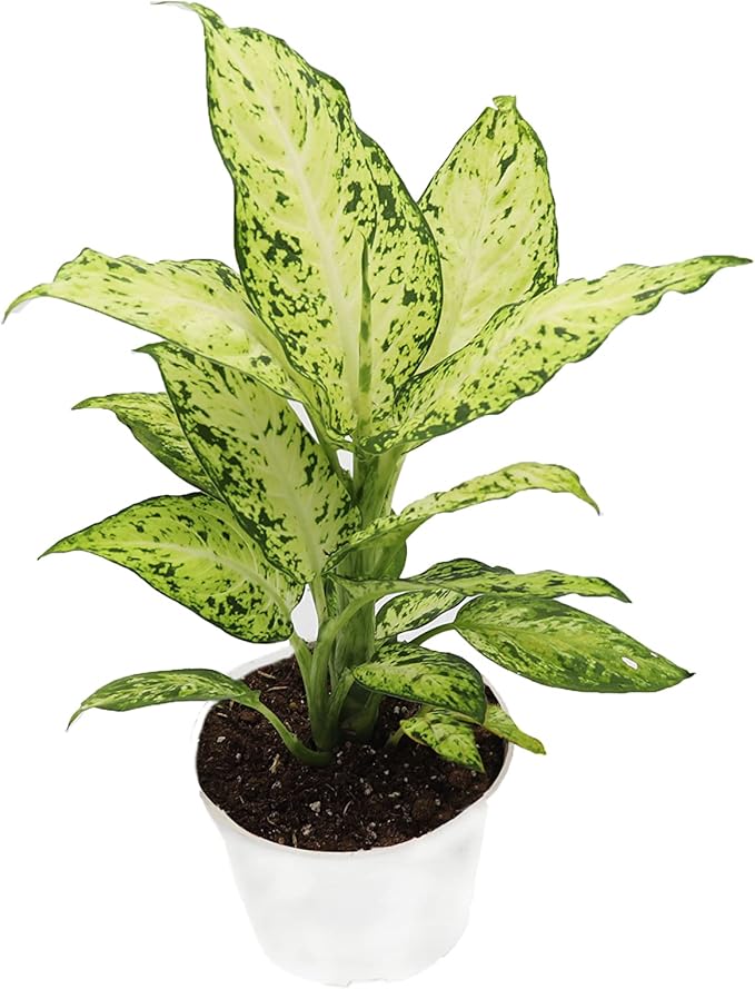 Dieffenbachia Amy Dumb Cane | 4 inch | Tropical Ambiance