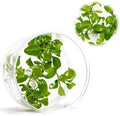 Ultum Nature Systems Live Tissue Culture - Malayan Sword (Aglaonema simplex) - Easy Care - Medium Light - Deep Green Accent - Midground - 100% Snail Free Grown in-Vitro