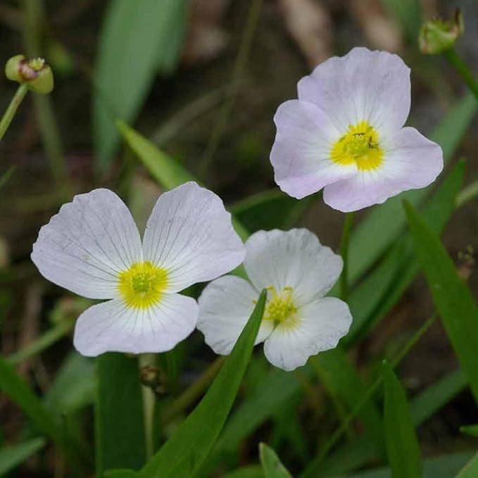 Chalily Pink Cups, a Great Live Pond Plant for Your Water Garden. Filters koi and Goldfish Ponds. Good for Bogs, Plant Shelf or Shallow Water This marginal Aquatic is a Real Beauty