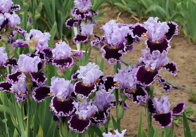 200+ Mixed Iris Flower Seeds - Rare & Beautiful Heirloom Varieties, Perennial Blooms in Stunning Colors for Garden Planting, Ideal for Full Sun and Outdoor Spaces