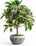 Bay Leaf Bonsai Tree Cutting - Nice Thick Trunk - Indoor/Outdoor Bonsai Tree Plant - Peach Leaf Willow