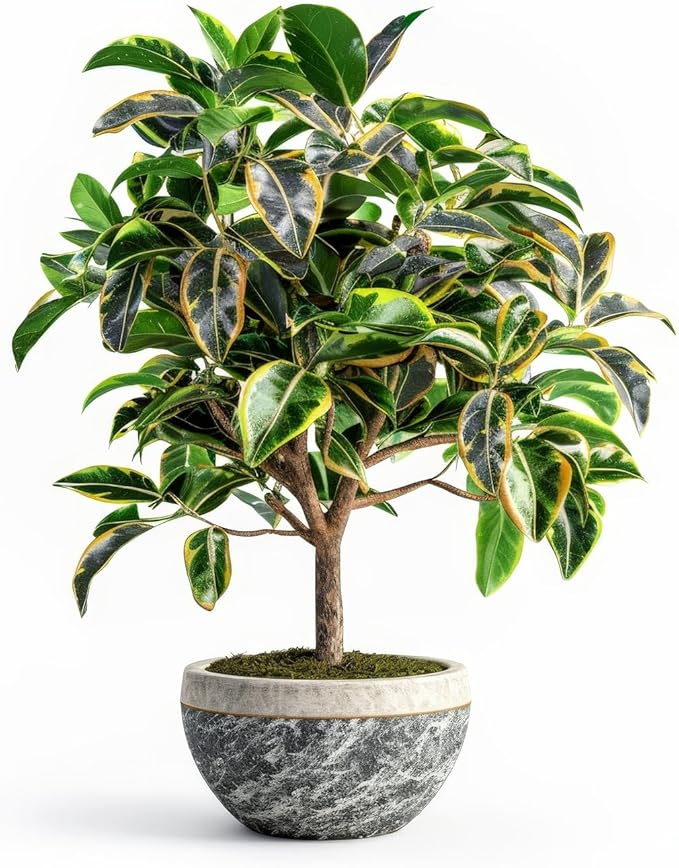 Bay Leaf Bonsai Tree Cutting - Nice Thick Trunk - Indoor/Outdoor Bonsai Tree Plant - Peach Leaf Willow
