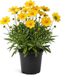Live Coreopsis - Yellow, Live Flowering Perennial, Beautiful Spring and Summer Blooms, 12" Tall by 6" Wide in 2 Qt Pot
