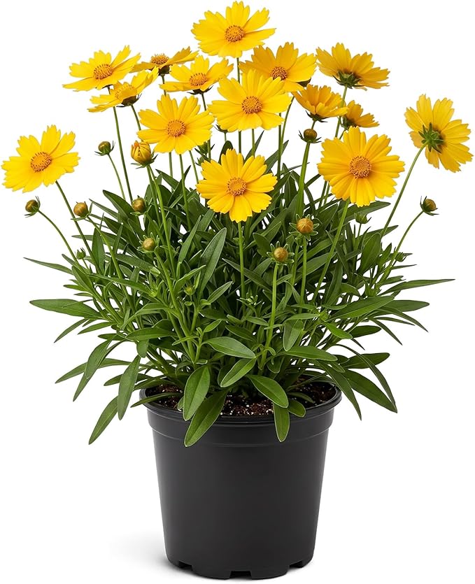 Live Coreopsis - Yellow, Live Flowering Perennial, Beautiful Spring and Summer Blooms, 12" Tall by 6" Wide in 2 Qt Pot