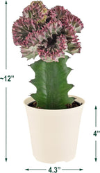 Arcadia Garden Products Live Mermaid Tail Cactus Indoor Houseplant in Plastic Pot, Euphorbia lactea Cristata Crested Coral Succulent Plant Gift for Home and Garden Decor, 4-inch, Light Purple