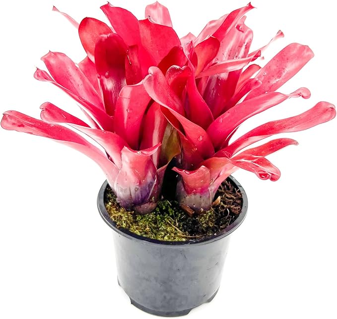 ragnaroc Live Plants - Bromeliad Neoregelia 'Super Fireball', 10-12" in 6" Pot - 1ct - Live Arrival Guaranteed - House Plants for Home Decor & Gift