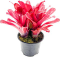 ragnaroc Live Plants - Bromeliad Neoregelia 'Super Fireball', 10-12" in 6" Pot - 1ct - Live Arrival Guaranteed - House Plants for Home Decor & Gift