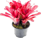 ragnaroc Live Plants - Bromeliad Neoregelia 'Super Fireball', 10-12" in 6" Pot - 1ct - Live Arrival Guaranteed - House Plants for Home Decor & Gift