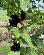 50pcs Summer Carnival Mix Hollyhock Seeds Heirloom Non-GMO Dwarf Biennial Pollinators