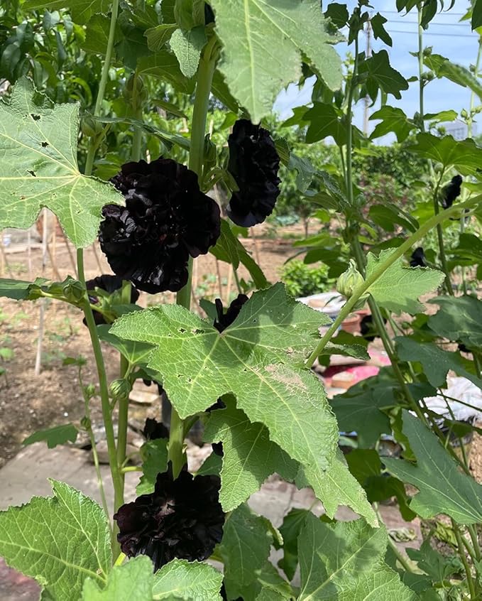 50pcs Summer Carnival Mix Hollyhock Seeds Heirloom Non-GMO Dwarf Biennial Pollinators