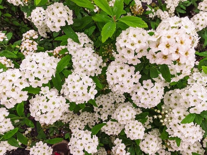 Bridal Wreath Spirea - Size: 1 Gallon, Live Plant, Includes Special Blend Fertilizer & Planting Guide