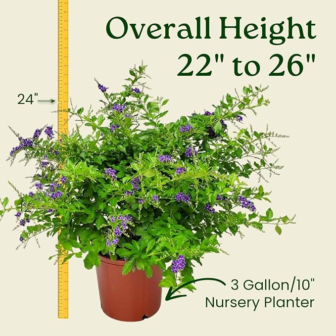 Tropical Plants of Florida - Duranta Sapphire Showers - Flowering Bush Plant - Overall Height 22" to 26" (Plant Only)