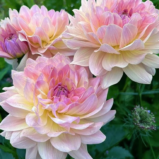 Dahlia Seeds for Planting, 400pcs Rare Perennial Garden Dahlia Flower Seeds Plants, Non-GMO Heirloom Beauty Flowers Home Garden for Outdoors