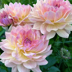 Dahlia Seeds for Planting, 400pcs Rare Perennial Garden Dahlia Flower Seeds Plants, Non-GMO Heirloom Beauty Flowers Home Garden for Outdoors