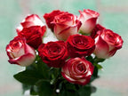 100pcs Rare Twin Red White Rose Color Rose Seeds for Planting, Non-GMO Ground Cover Flower Seeds, Heirloom Rare Garden Flowers in Outdoors