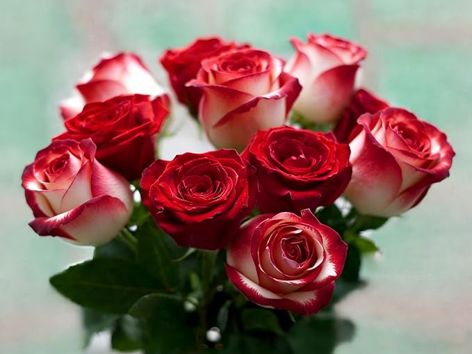 100pcs Rare Twin Red White Rose Color Rose Seeds for Planting, Non-GMO Ground Cover Flower Seeds, Heirloom Rare Garden Flowers in Outdoors