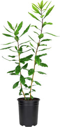 Wax Myrtle | 5 Live 4 Inch Plants | Myrica Cerifera | Fast Growing Shrub, Privacy Screen, Evergreen Foliage, Ornamental, Drought Tolerant, Low Maintenance, Garden Landscape