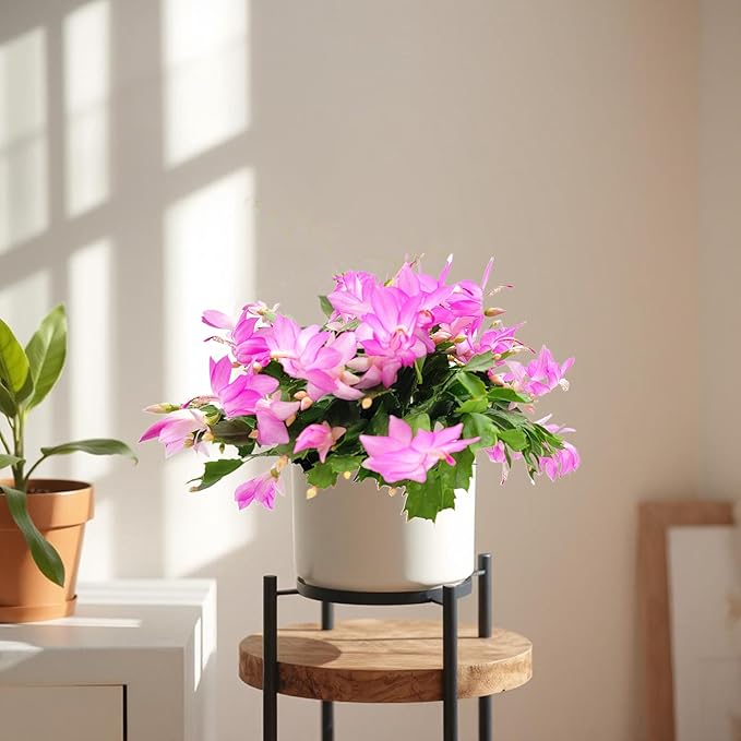 Thanksgiving Cactus, Pink Seasonal Blooms, Live Indoor Plant, Flowering Houseplant, Christmas Cactus, 6-Inch Pot, Holiday Decor, Pet Safe, Free Heat Pack