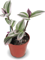 California Tropicals Pink Tradescantia - Rare Nanouk - Live Houseplant Potted in Soil with Rooted Leaves - Easy Care Indoor Outdoor Plant, Mini Tiny Tropical Plant Garden, 4 inch Pot