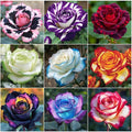 290+ Mixed Color Rose Seeds for Planting – Heirloom Non-GMO Perennial Rosa Flowers, Bush & Climbing Varieties for Garden, Trellis, Fence & Outdoor Landscaping