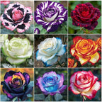 290+ Mixed Color Rose Seeds for Planting – Heirloom Non-GMO Perennial Rosa Flowers, Bush & Climbing Varieties for Garden, Trellis, Fence & Outdoor Landscaping