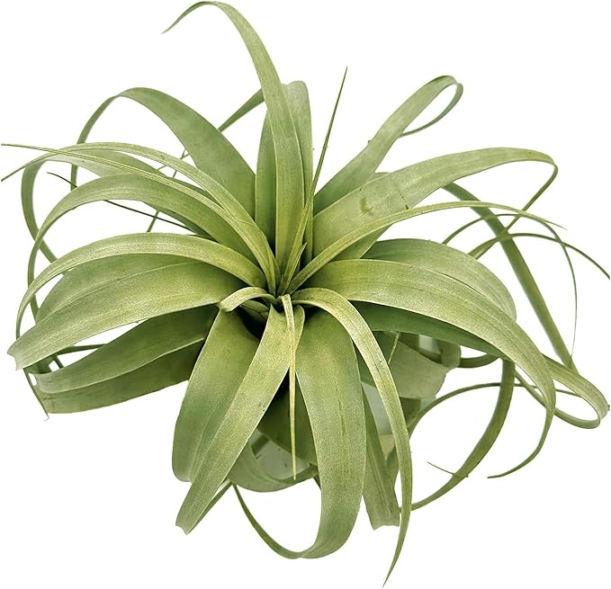 ragnaroc Air Plants - Tillandsia Xerographica, Giant 9-14” - 1ct - Live Arrival Gauranteed - House Plants for Home Decor & Gift