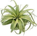 ragnaroc Air Plants - Tillandsia Xerographica, Giant 9-14” - 1ct - Live Arrival Gauranteed - House Plants for Home Decor & Gift