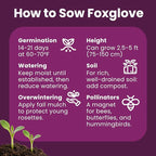 Foxglove Seeds Perennial – Mixed Colors, 200,000+ Seeds Bulk Pack for Easy-to-Grow Home Gardening, Tall Spire Blooms for Garden Borders, Attract Hummingbirds & Bees